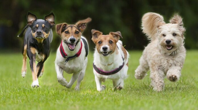 The UK’s 10 most expensive dog breeds for 2025