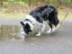 Anyone walking their dog this autumn urged to avoid puddles