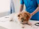 Vet shares three important mistakes dog owners ‘keep making’