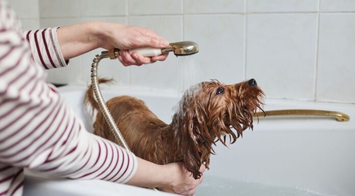 Vet finally settles the debate on how often you should give your dog a bath
