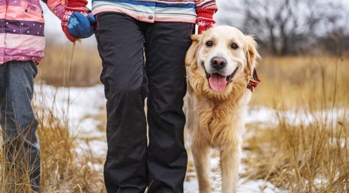 Dog experts settle debate on when you should walk your dog in winter