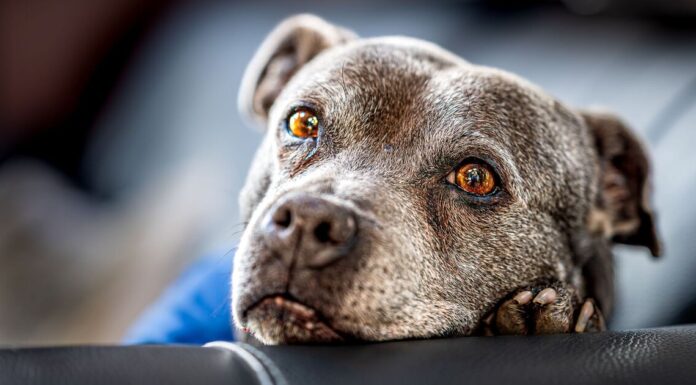 Dog trainer says pet can stop ‘giving you hard time’ by making change