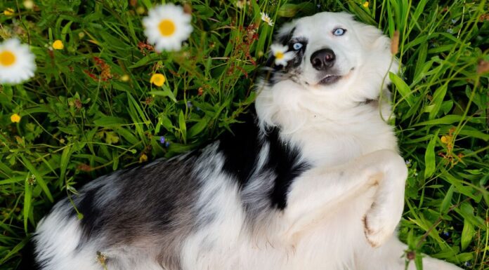 Pets at risk of poisoning if you have these 5 items in the garden