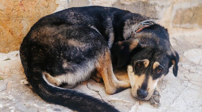 ‘I almost hit dog with my car but what happened next left me in tears’