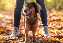 Anyone with a dog issued autumn acorns warning | UK | News