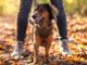 Anyone with a dog issued autumn acorns warning | UK | News