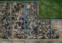 un géant de la viande aurait pratiqué du « blanchiment de bétail » élevé sur des terres déforestées, selon Greenpeace