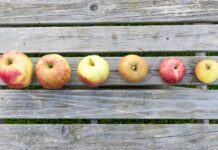 La pomme, ou le défi de la diversité dans les vergers