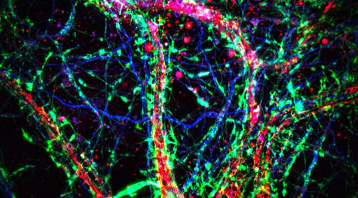 Les neurones communiquent entre eux aussi grâce à des nanotubes