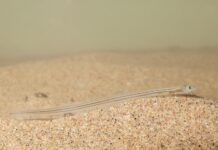 En Belgique, le très prospère trafic de civelles d’Anguilla anguilla prisés des Asiatiques