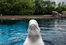 Au Canada, Marineland menace d’euthanasier ses bélugas