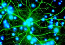 Dans le cerveau, les astrocytes consolident la mémoire
