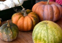 Citrouilles d’Halloween : gare aux intoxications alimentaires