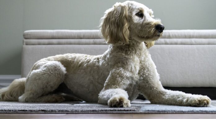 Vet condemns popular dog that ‘should not exist’ as ‘psychopaths’