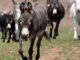 Two-day old donkey's first adventure away from mum leaves people in tears