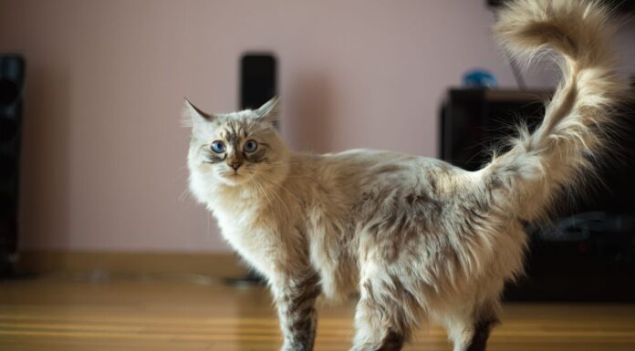 Cat named 'most beautiful' as people enchanted by unique detail