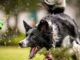 Vet settles debate on whether you should throw a ball for your dog