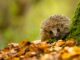 Monty Don shares how we can protect hedgehogs in gardens this autumn