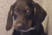 Puppy abandoned twice in 28 days desperately needs forever home | US | News