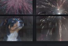 ‘Game changer’ gadget hailed for keeping dogs calm during fireworks