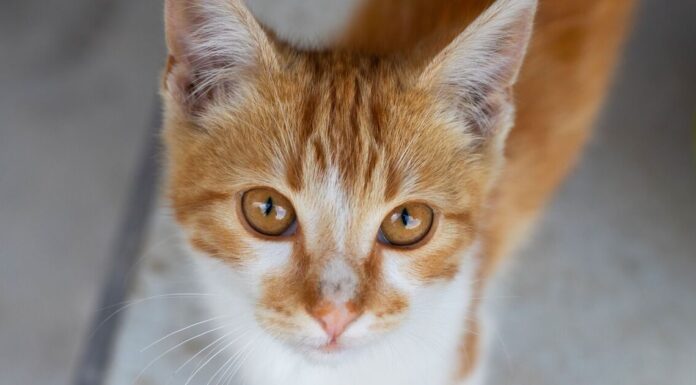 ‘Hidden’ sign your cat is in pain that could be ‘easy to miss’