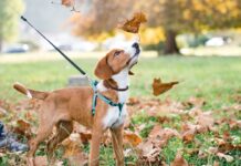 Rules that could see millions of dog owners hit with £1,000 fines | UK | News