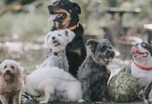 Vet settles debate on the 5 best dog breeds you should own as a pet