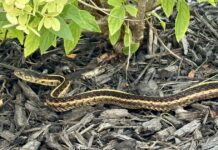Those using netting in their garden warned about ‘worrying trend’