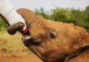 Orphaned baby elephants’ reaction when milk arrives has people in stitches | World | News