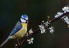 Attract blue tits to your garden all autumn by adding one thing outside