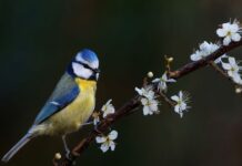 Attract blue tits to your garden all autumn by adding one thing outside