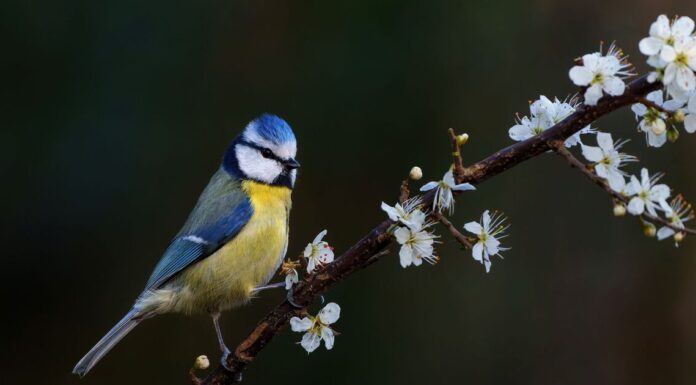 Attract blue tits to your garden all autumn by adding one thing outside