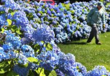 ‘I’m King Charles’ ex-gardener and this is my coffee trick’