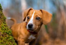 Dog training expert issues warning over ‘puppy blues’