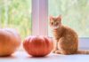 Woman brings pumpkin into home and is baffled by cat’s ’emotional’ reaction | US | News