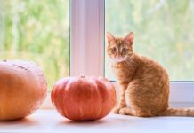 Woman brings pumpkin into home and is baffled by cat’s ’emotional’ reaction | US | News