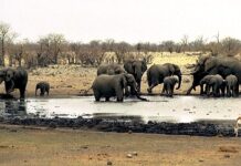 EU lawmakers plead UN body to go hard on wildlife trafficking by 2030
