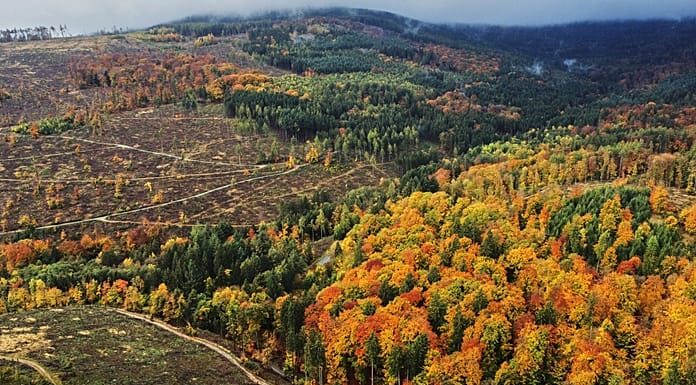 EU lawmakers cut down proposed forest health data collection law