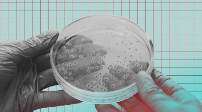 nouveaux cas graves de botulisme en France