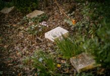 En France, les cimetières nature séduisent élus et citoyens : « J’ai dit à ma femme : “Si je casse ma pipe, tu me choisis un noisetier” »