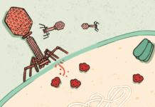 Découverte d’un nouveau système de défense antiphages des bactéries, Panoptes