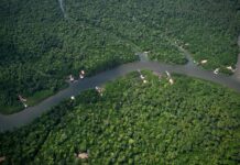 L’Amazonie est-elle encore un « poumon vert » de la planète ? Comprendre en trois minutes