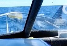 Viral video shows shark leaping from water onto fishing boat in New Zealand