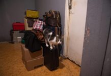 Comment expliquer le nombre croissant d’expulsions locatives forcées ?