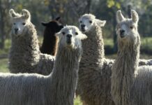 et si le lama pouvait soigner l’homme ?