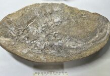 La découverte d’un ptérosaure dans le Nordeste brésilien atteste de la richesse de ce gisement de fossiles