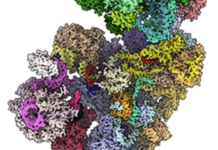 quand un petit ARN provoque des troubles du développement du cerveau