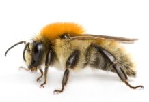 Chez les bourdons, l’optimisme est contagieux