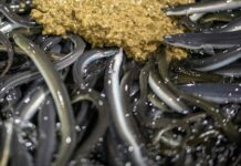 anguilles, rhinocéros et requins au cœur des débats mondiaux à la CITES en Ouzbékistan