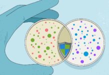 Comment la découverte de l’immunité ancestrale rebat les cartes de l’immunologie